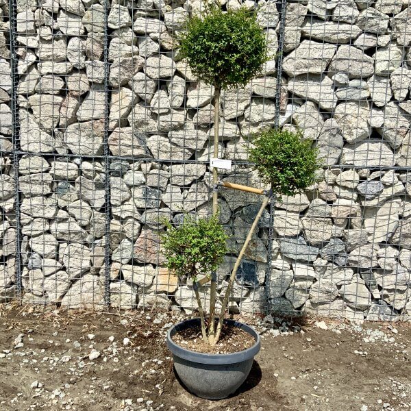 Ligustrum Delavayanum Trio Pom Poms G921 - C1C431CE 88FB 4B95 9E6F 3C27BC357BE9 scaled