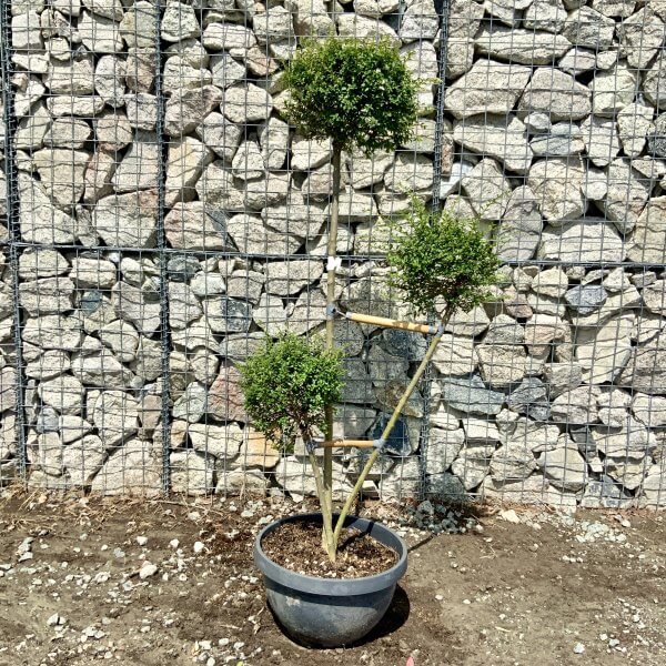 Ligustrum Delavayanum Trio Pom Poms G920 - C475A706 C5EF 4FF7 95C3 8D824CA39DC0 scaled