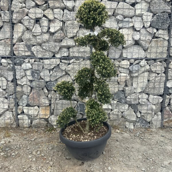 Ilex Crenata Kinme Cloud Tree G869 - C70327C0 19A5 4BBE B004 BC9B6F2CE8BF 1 105 c