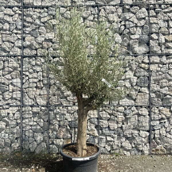 Tuscan Olive Tree (Chunky Trunk Multi Stem) XXL G647 - D0E7135B 06D6 48E4 B113 984852621145 1 105 c