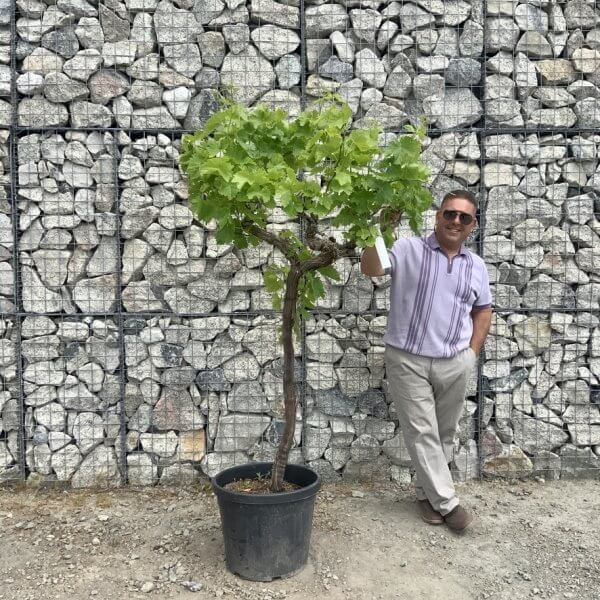 Grape Vine (Vitis Aledo) Gnarled Trunk Large G894 (deciduous) - D45D70BE ED5A 454D ABCD B871418983C7 1 105 c
