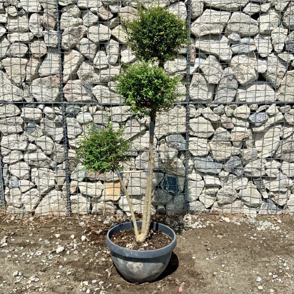 Ligustrum Delavayanum Trio Pom Poms G917 - D5DE7B14 7A5C 495E 99D3 B2E956687EC8 scaled