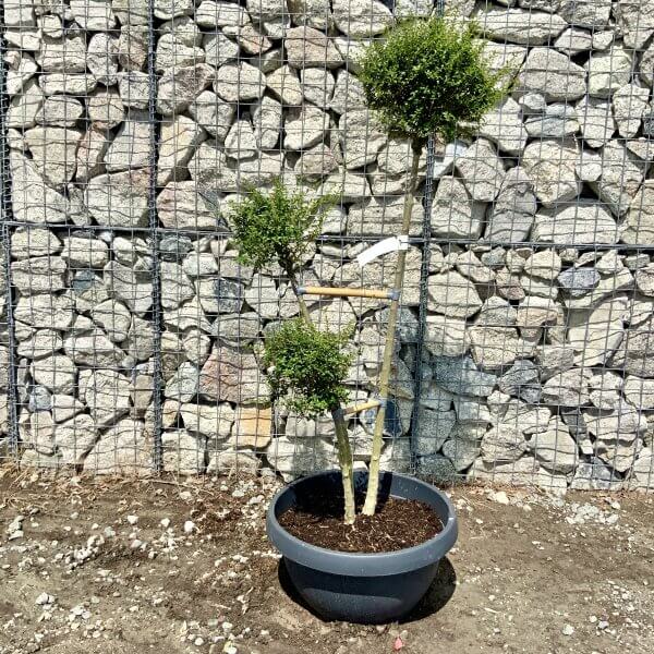 Ligustrum Delavayanum Trio Pom Poms G926 - DC5CAAE6 07A7 434C 8203 48FBA22E1957 scaled