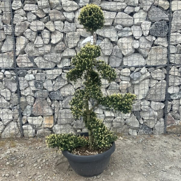 Ilex Crenata Kinme Cloud Tree G872 - DCEECDB8 B3EF 4E2A 9F5D 6C69D652C204 1 105 c