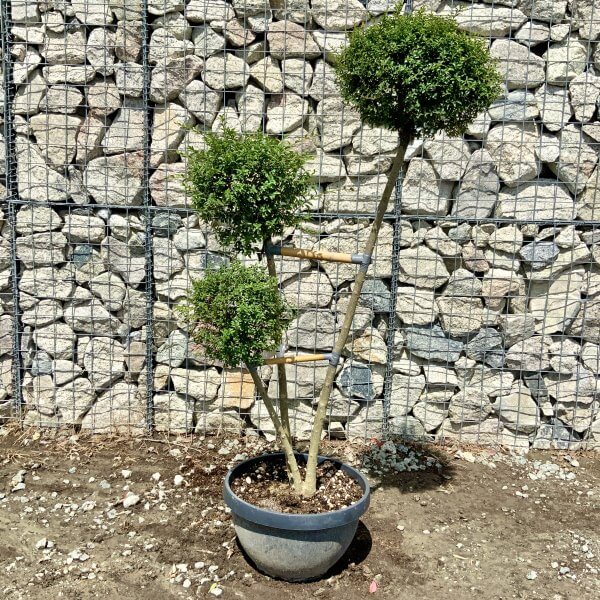 Ligustrum Delavayanum Trio Pom Poms G918 - DD960168 D95A 4E55 A3D4 5FC4E36C0555 scaled