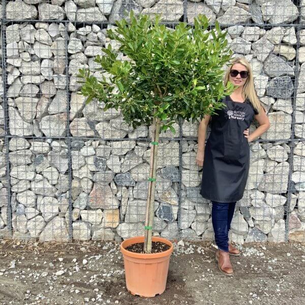 Holly Ilex Nellie R Stevens Half Standard 1.80 - 1.90M - E06D0195 EEB8 46F3 827C 0F87FF7E3A74 1 105 c