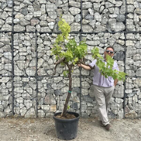 Grape Vine (Vitis Aledo) Gnarled Trunk Large G879 (deciduous) - E1171BE9 B559 4753 BE93 4821ECBFE298 scaled