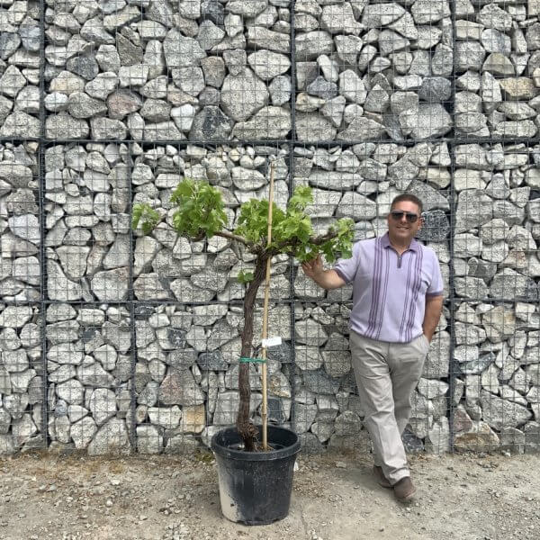 Grape Vine (Vitis Aledo) Gnarled Trunk Large G893 (deciduous) - E2F9C426 7E47 4AF3 9C95 64ECCDC60BAA 1 105 c