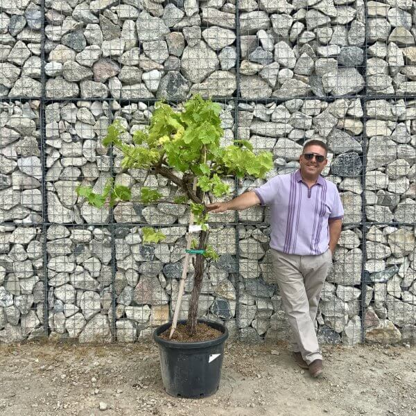 Grape Vine (Vitis Aledo) Gnarled Trunk Large G881 (deciduous) - E8366832 8E99 4B61 ACA3 E959EE2E6C26 scaled