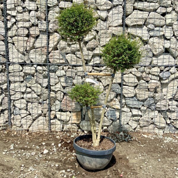 Ligustrum Delavayanum Trio Pom Poms G910 - E8F65ADC 83F5 4717 86C1 573C535300CF scaled