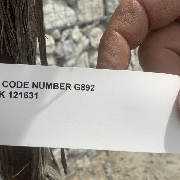 Grape Vine (Vitis Aledo) Gnarled Trunk Large G892 (deciduous) - EE55A07F AC78 4816 BFE9 5864AE8A7DAB 1 105 c