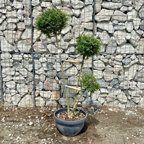 Ligustrum Delavayanum Trio Pom Poms G922 - EE8E1FC9 0A3D 4BB0 AEA9 5D44706D7216 scaled