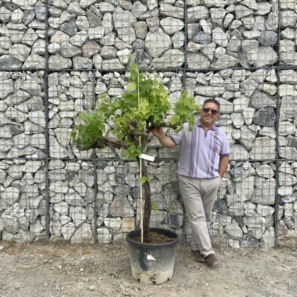 Grape Vine (Vitis Aledo) Gnarled Trunk Large G877 (deciduous) - F6464126 954B 43D3 A1BC AA2CAC81EF8D scaled