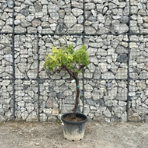 Grape Vine (Vitis Aledo) Gnarled Trunk Large G878 (deciduous) - F7A71661 ACB3 4C61 B7D4 C13870A3CF9A scaled