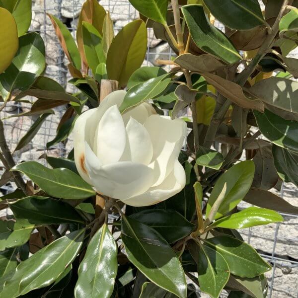 Magnolia Little Gem Half Standard (Grandiflora - Galissoniensis) - F92A86EC D0A5 496E A7C4 9F2EB157DDD4 1 105 c