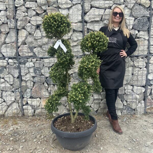 Ilex Crenata Kinme Cloud Tree G871 - FA429FC2 8E0F 4733 B6C6 15F912BA8C16 1 105 c