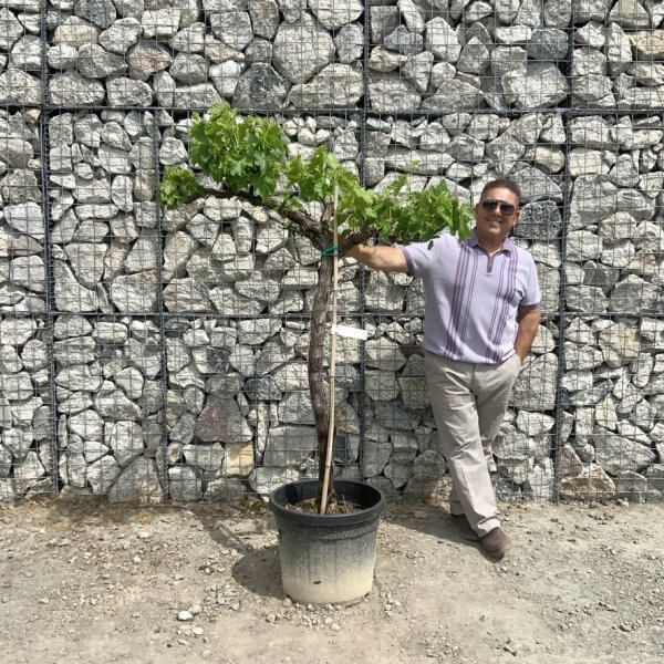 Grape Vine (Vitis Aledo) Gnarled Trunk Large G892 (deciduous) - FA6A35BD 56C2 4914 8657 2153ABC99709 1 105 c