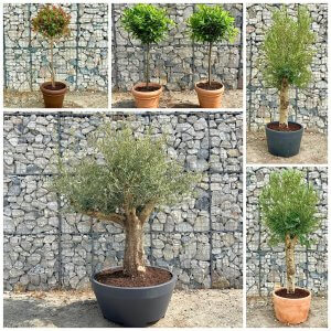 The Potted Trees