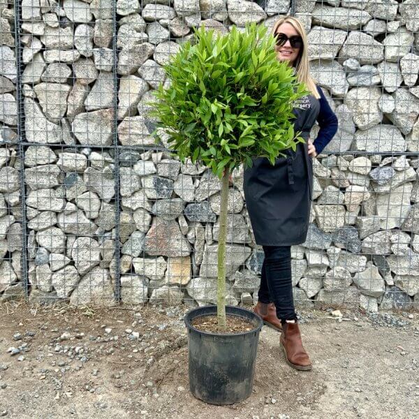 Laurus Nobilis - Bay Tree (1/2 Standard) (1.45 - 1.50M) - 04B49379 1815 4F60 939B C0D8A3085E15 1 105 c