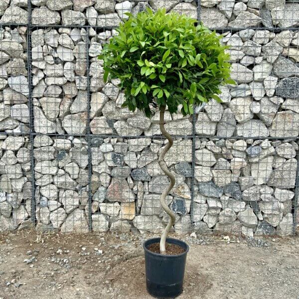 Laurus Nobilis - Bay Tree Thick Spiral Stem XL (1.80 - 1.90M) - 0CCA8EAC B627 45A6 9A96 D1819BE1F688 1 105 c