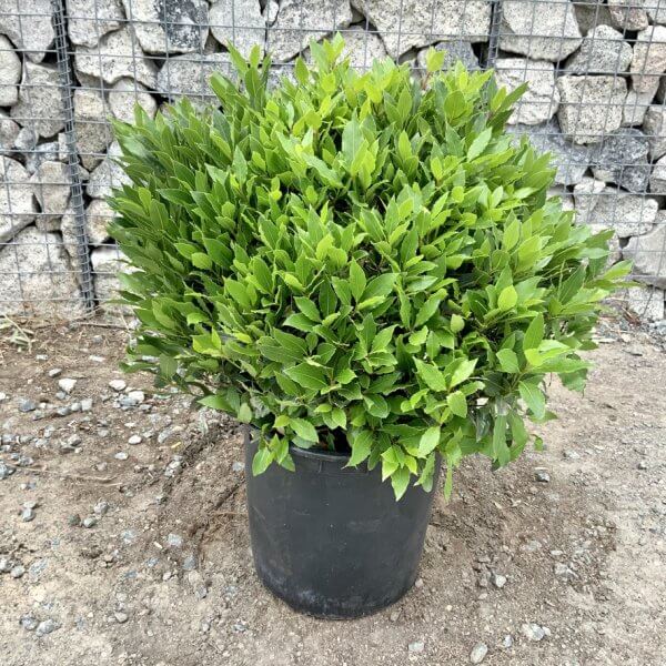 Laurus Nobilis Ball/Globe - Bay Tree (60 - 65 cm) - 152B5C8C D31F 4E4A 86AC 8A640858B6B7 1 105 c