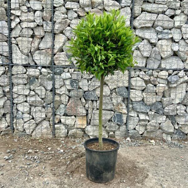 Laurus Nobilis - Bay Tree (1/2 Standard) (1.45 - 1.50M) - 2F06F80B 953A 4B58 A1EA FF7FA60ADA9D 1 105 c