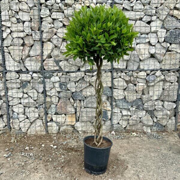 Laurus Nobilis - Bay Tree Thick Plaited Stem XL (1.65 - 1.75M) - 36EA18CF 0729 4B5C 8102 77B28329EFF7 1 105 c