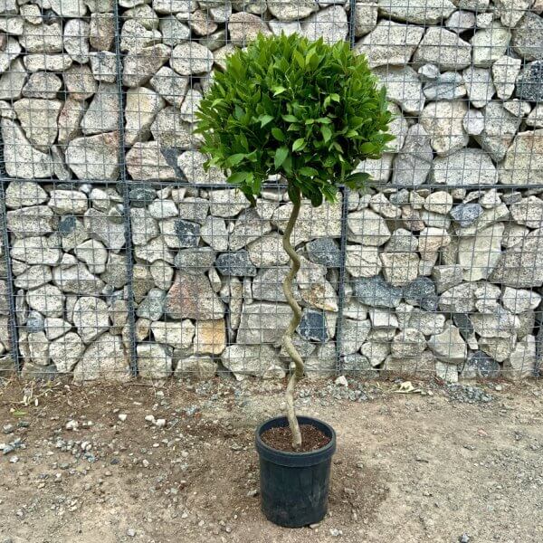 Laurus Nobilis - Bay Tree Thick Spiral Stem XL (1.45 - 1.55M) - 3A407CA5 7ACF 4A82 9580 1E54010DD315 1 105 c