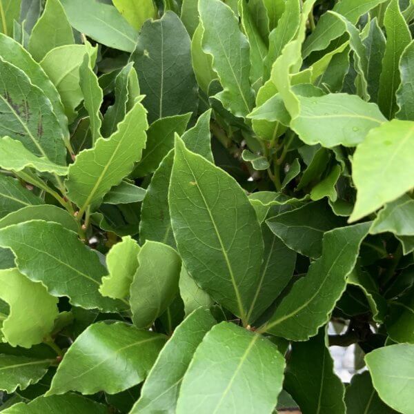 Laurus Nobilis - Bay Tree Thick Spiral Stem XL (1.45 - 1.55M) - 582D2F08 9C8C 4C3D B71B C28BE91DABA8 1 105 c