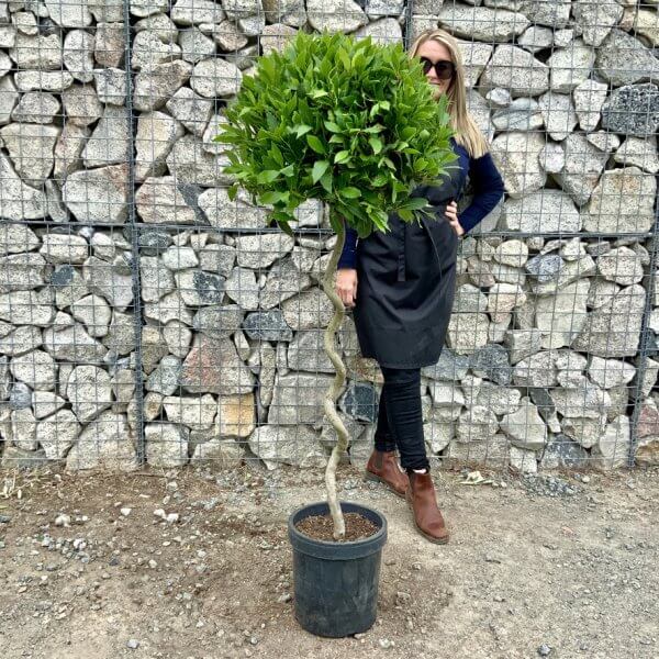 Laurus Nobilis - Bay Tree Thick Spiral Stem XL (1.45 - 1.55M) - 58DBCB8F 6F99 4E4D A891 21695FACBB0F 1 105 c