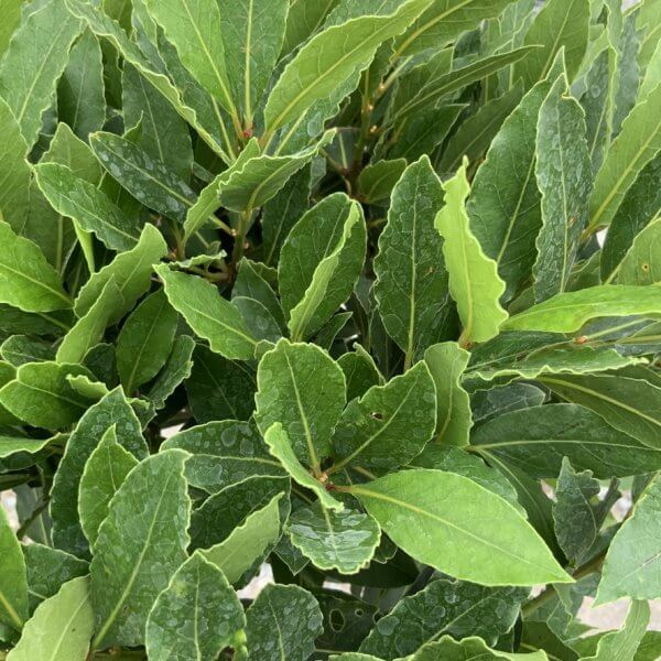 Laurus Nobilis - Bay Tree Spiral Stem XL (1.20 - 1.30M) - 6A92A1BE 2574 44F8 B873 A7CDB2EF70DC 1 105 c