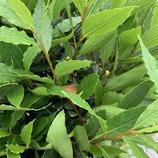 Laurus Nobilis - Bay Tree (1/2 Standard) (1.45 - 1.50M) - 6C9F80AD C80D 47E2 8C49 C909833BFDF1 1 105 c