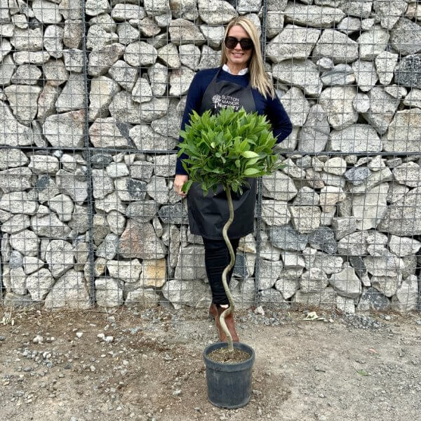 Laurus Nobilis - Bay Tree Spiral Stem XL (1.20 - 1.30M) - 6F57BDDA 4225 4AAA 9B5C 6B77C586B416 1 105 c