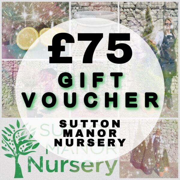 £75 Gift Voucher (Sutton Manor Nursery) - 75