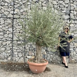 Gnarled Olive Trees In Patio Pot
