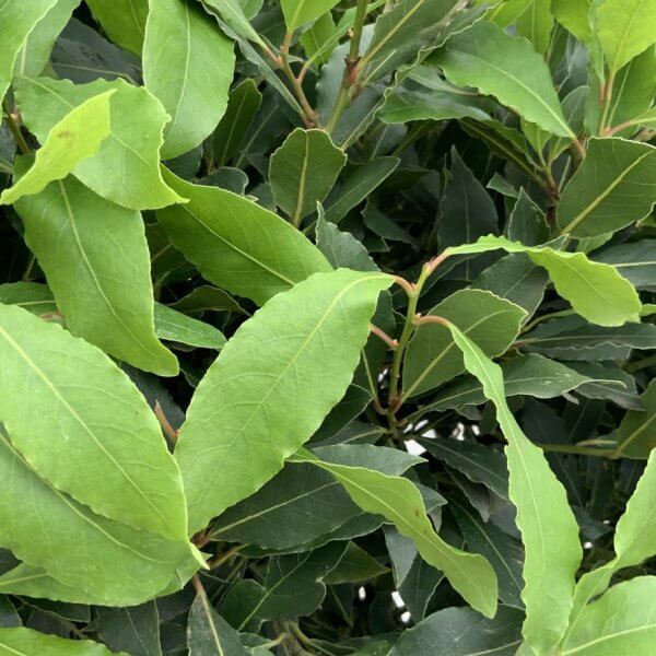 Laurus Nobilis - Bay Tree Thick Spiral Stem XL (1.80 - 1.90M) - 7B3DE758 0262 4586 B9B7 270DD7041C2D 1 105 c