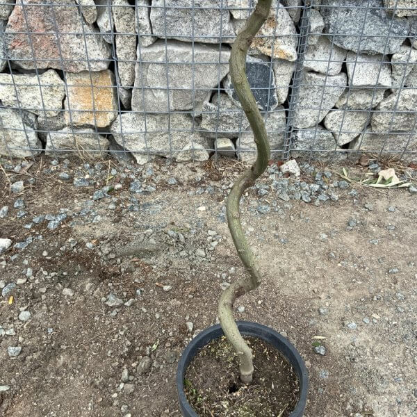 Laurus Nobilis - Bay Tree Spiral Stem XL (1.20 - 1.30M) - 8B77E611 D034 48DA A7B9 D9FCF9C2D58C 1 105 c