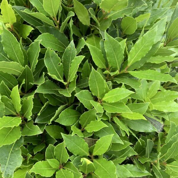 Laurus Nobilis Ball/Globe - Bay Tree (60 - 65 cm) - 9D7E597C B3A0 4AED B2A4 0538B3BA36C3 1 105 c