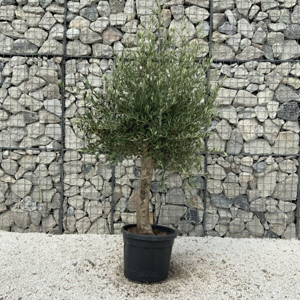 Tuscan Olive Tree XXL 1.90 – 2.10 M (Olea) - B254A868 9603 4C5C 88F7 9AB7D51B97F6 scaled