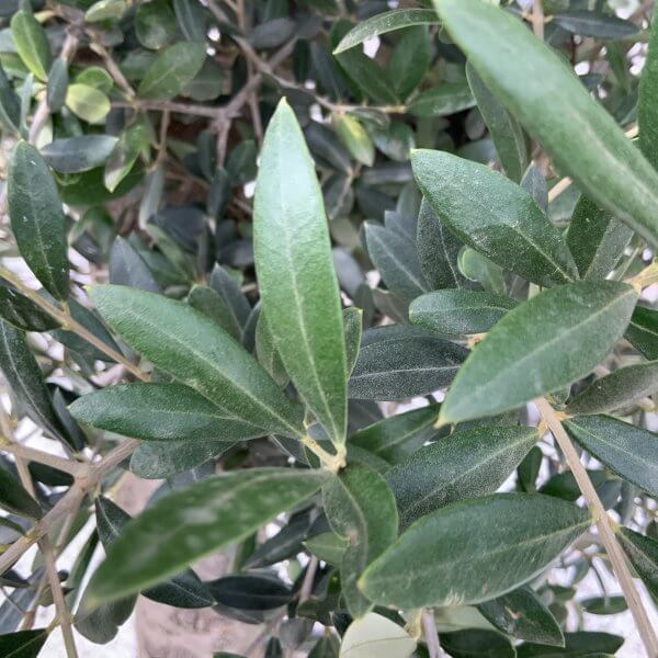 Tuscan Olive Tree XXL 2.10 - 2.40 - B3C6BBFF 241E 4875 B778 12DBAA6F5442 scaled