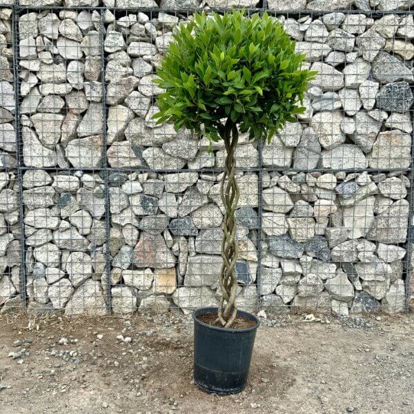 Laurus Nobilis - Bay Tree Thick Plaited Stem XL (1.65 - 1.75M) - B57F5DBA A94F 4E7F A4AF D5D44501FB14 1 105 c