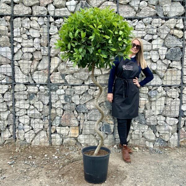 Laurus Nobilis - Bay Tree Thick Spiral Stem XL (1.80 - 1.90M) - C165FBAD 50E3 4DD1 9AC6 F8617724BF8F 1 105 c
