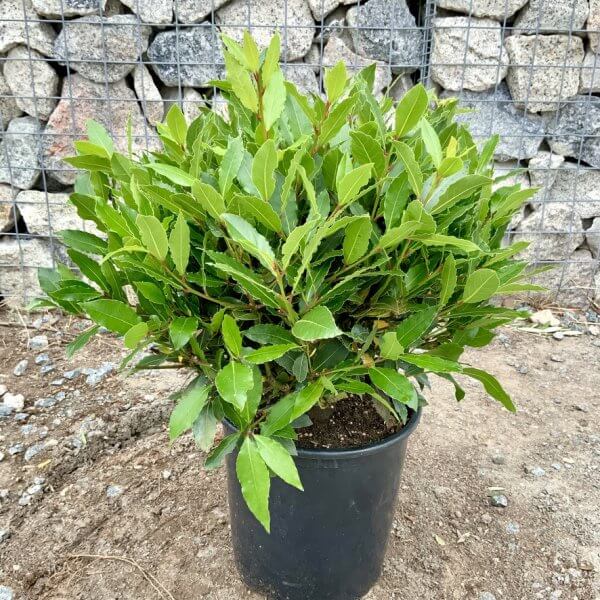 Laurus Nobilis Ball/Globe - Bay Tree (45 - 50 cm) - C90CFE3A 8B56 4163 A752 3BC56E0A671E 1 105 c