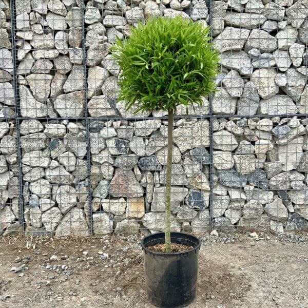 Laurus nobilis - Angustifolia Bay Tree 1/2 Standard 1.45-1.50M - DB056EC0 5795 4E05 9CED AE66241C2A28 1 105 c