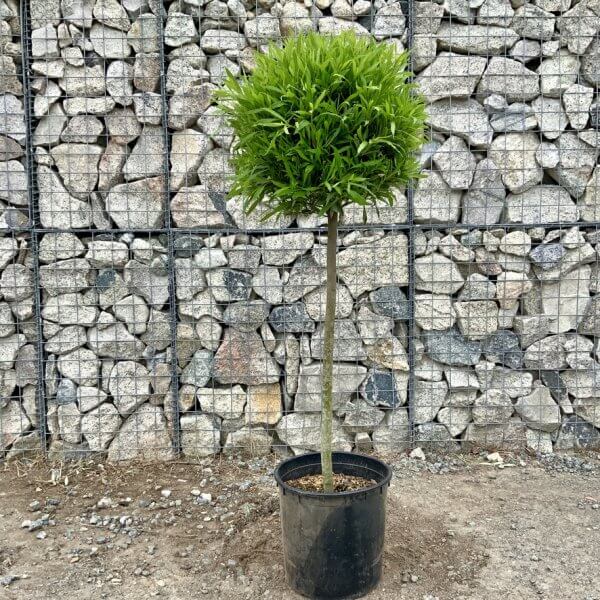 Laurus nobilis - Angustifolia Bay Tree 1/2 Standard 1.30-1.40m - DB056EC0 5795 4E05 9CED AE66241C2A28 1 105 c