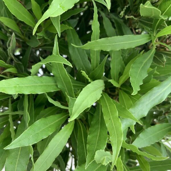 Laurus nobilis - Angustifolia Bay Tree 1/2 Standard 1.30-1.40m - EF9B54FF 8263 4697 B955 4C7D3663B328 1 105 c