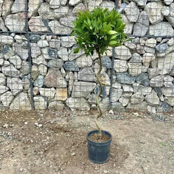 Laurus Nobilis - Bay Tree Spiral Stem XL (1.20 - 1.30M) - F82EE2C7 BB7C 40CD B710 69C80CD9A227 1 105 c