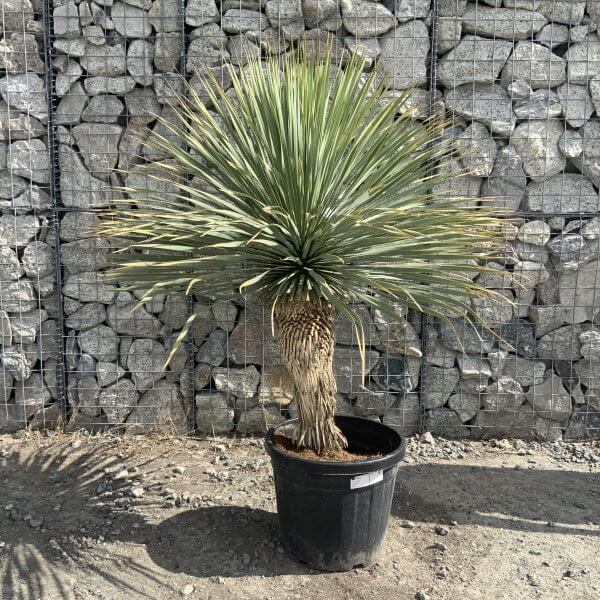 Yucca Rostrata 'Blue Swan' Palm Tree G960 - IMG 7406 scaled
