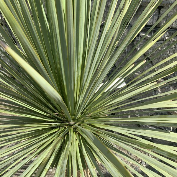 Yucca Rostrata 'Blue Swan' Palm Tree G968 - IMG 7411 scaled