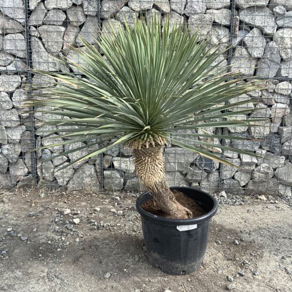 Yucca Rostrata 'Blue Swan' Palm Tree G962 - IMG 7414 scaled